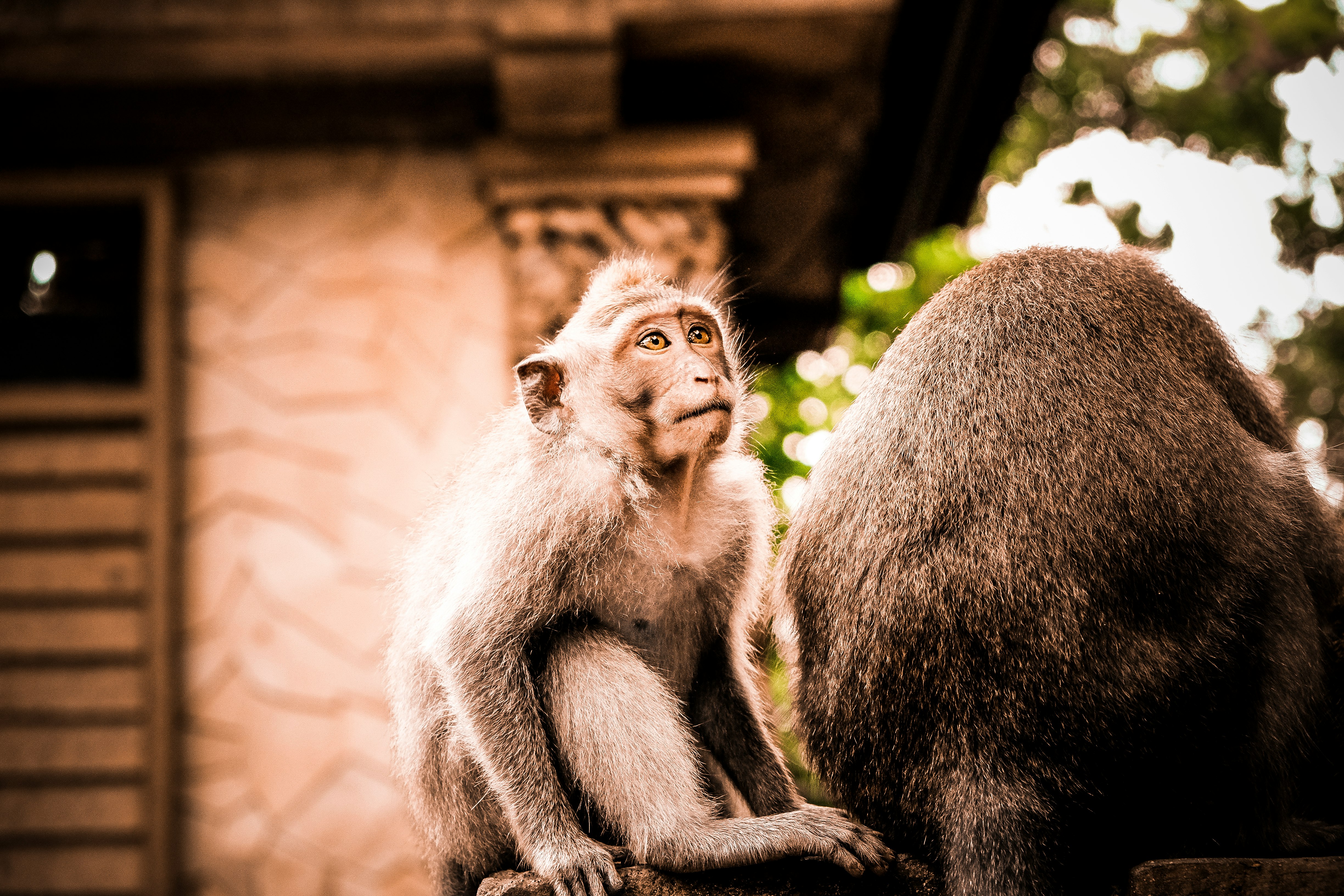 selective focus photography of black monkey